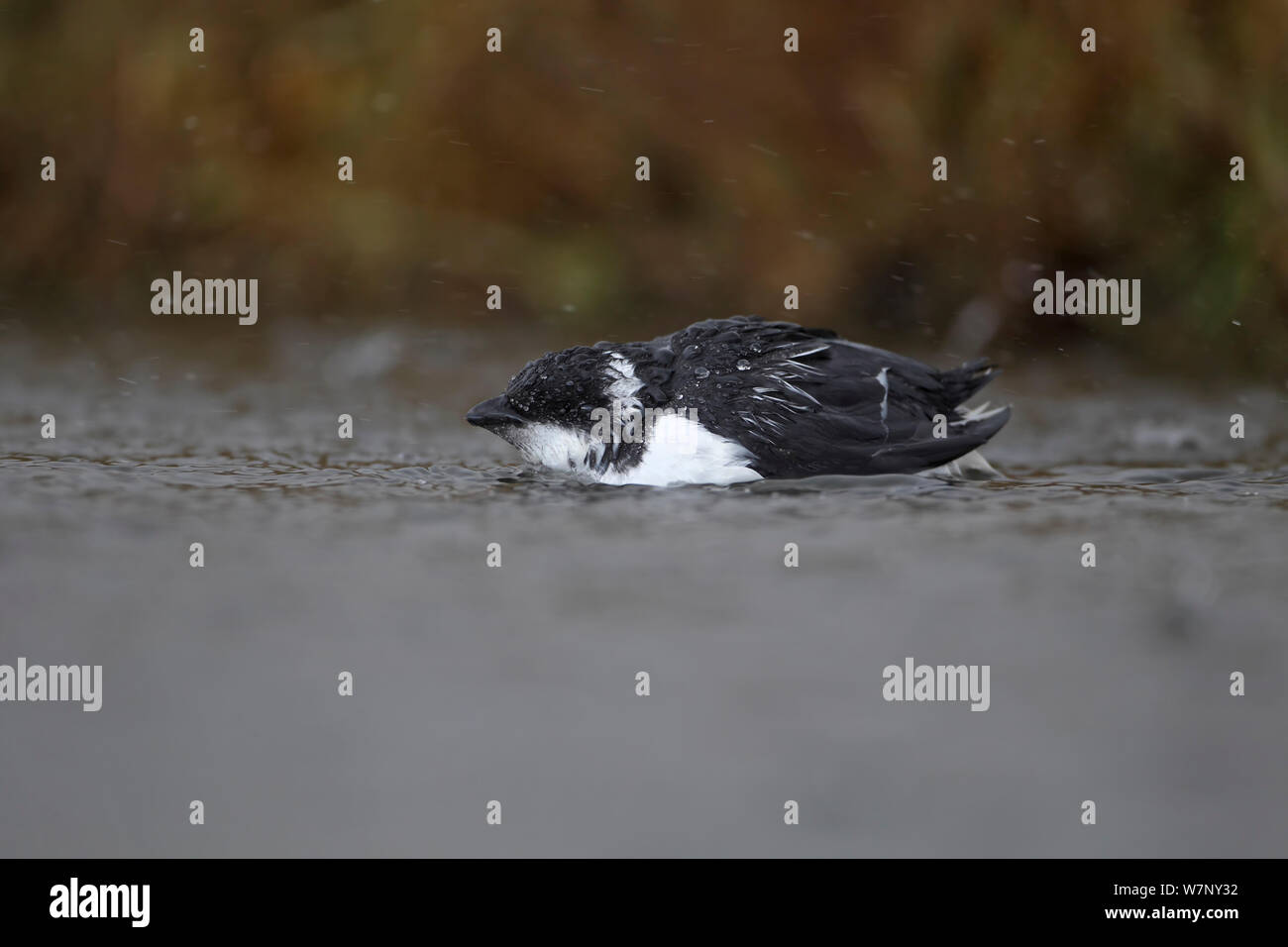 Mergule nain (Alle alle) Salthouse, Norfolk, UK, octobre Banque D'Images