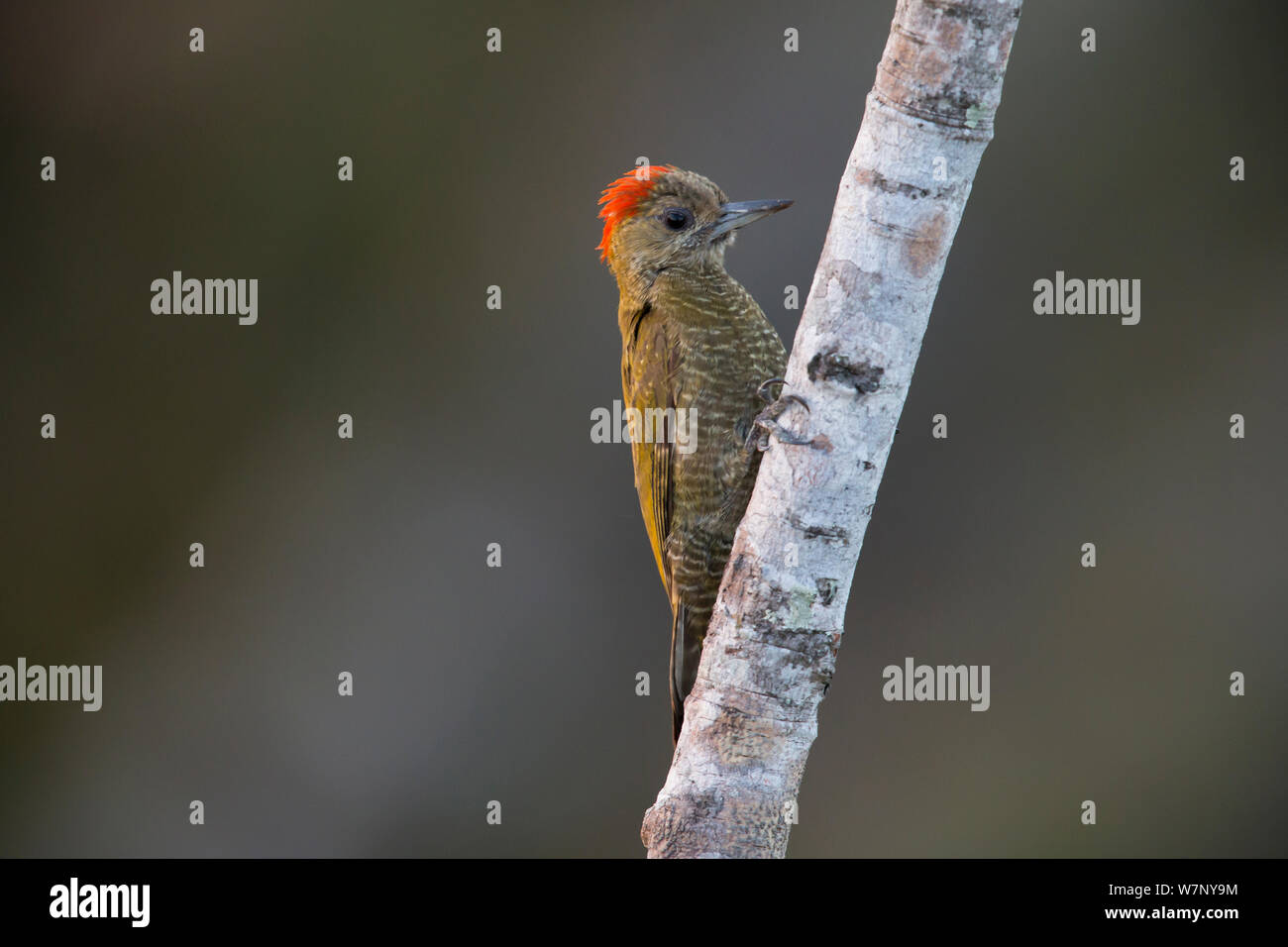 Woodpwecker Veniliornis passerinus Little (mâle), Pantanal, Brésil Banque D'Images