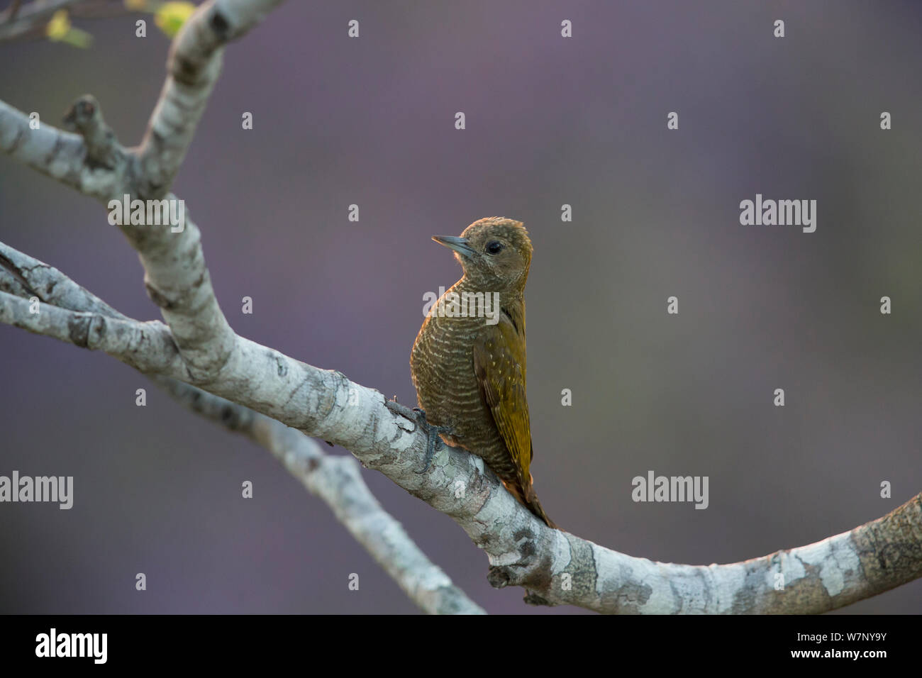 Woodpwecker Veniliornis passerinus Little (femelle), Pantanal, Brésil Banque D'Images