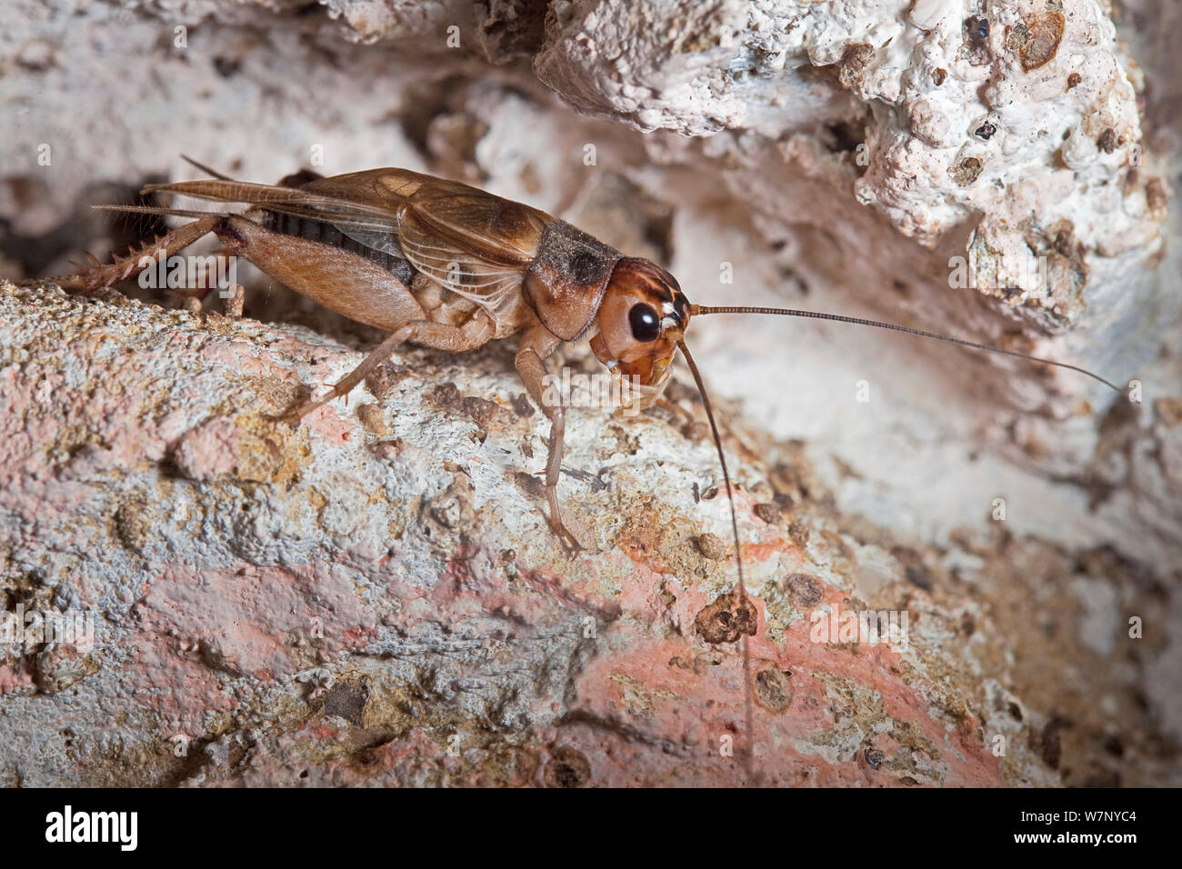 Chambre Cricket (Acheta domestica) UK, à l'origine d'Afrique du Nord. En captivité. Banque D'Images