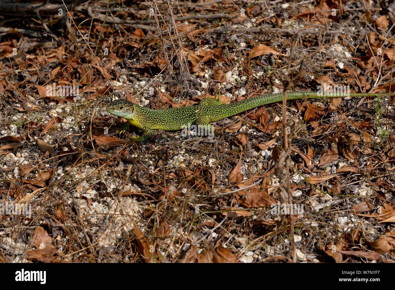 L'Ouest européen / lézard vert (Lacerta bilineata). Gironde, à l'ouest de la France. Banque D'Images