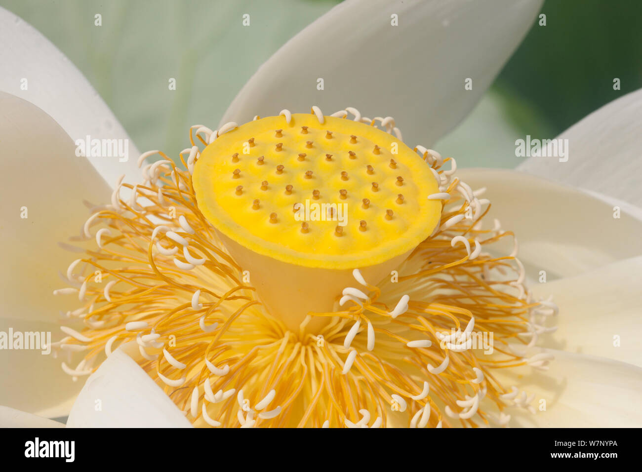 Close-up of American lotus (Nelumbo lutea) en fleur, montrant avec récipient carpellaires stigmates en saillie, Mannington Marsh, New Jersey, USA, août. Banque D'Images