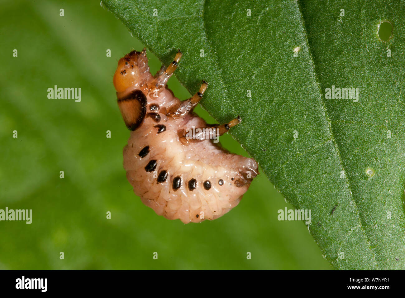 Faux La pomme de terre (Leptinotarsa juncta) larve, Pennsylvania, USA, août. Banque D'Images