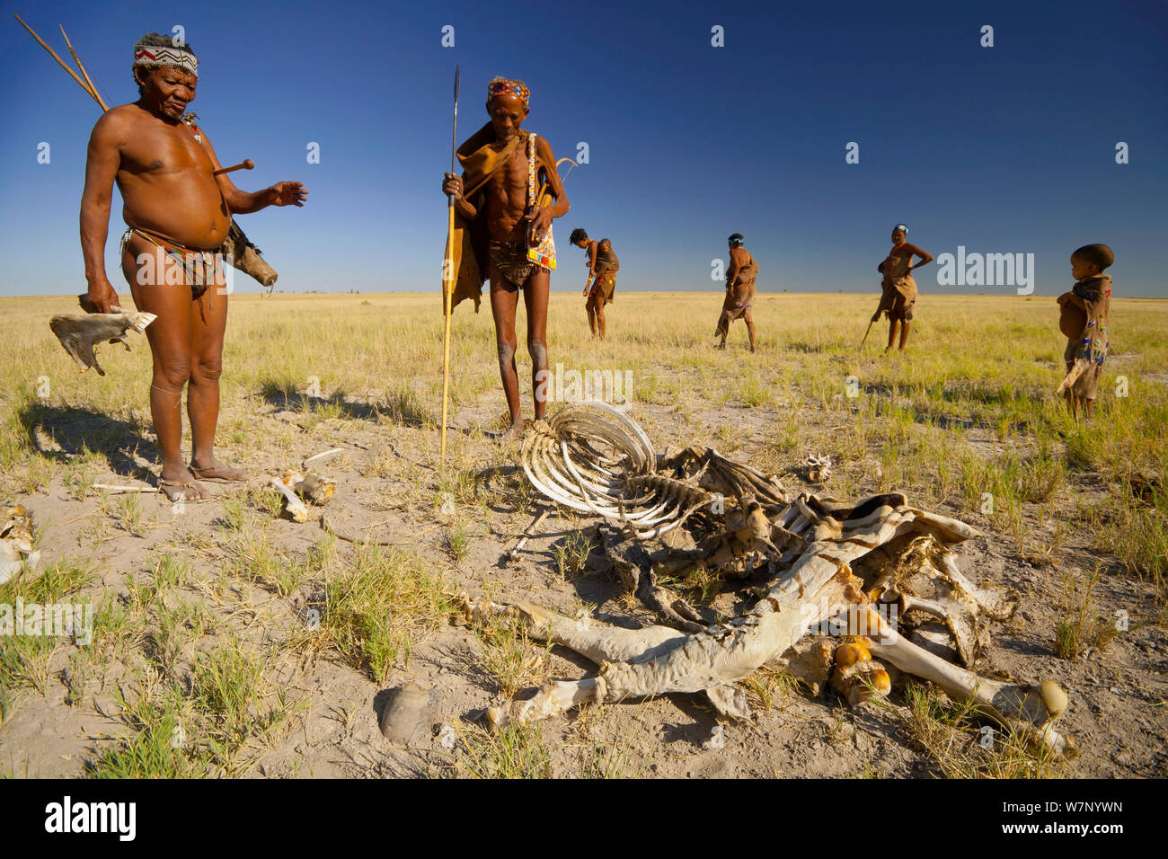Zu/'hoasi Bushman inspecter la carcasse d'un zèbre Des Plaines (Equus quagga) sur les prairies ouvertes du Kalahari, au Botswana. Avril 2012. Banque D'Images