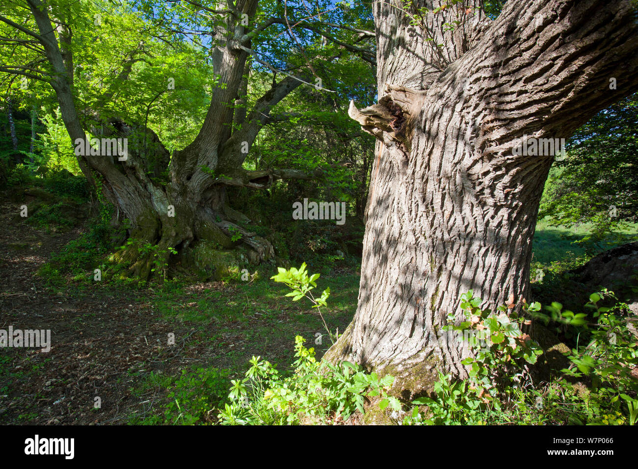 Tronc d'arbre Châtaignier (Castanea sativa) Province de Gérone, de Rocacorba, Espagne, Mai Banque D'Images