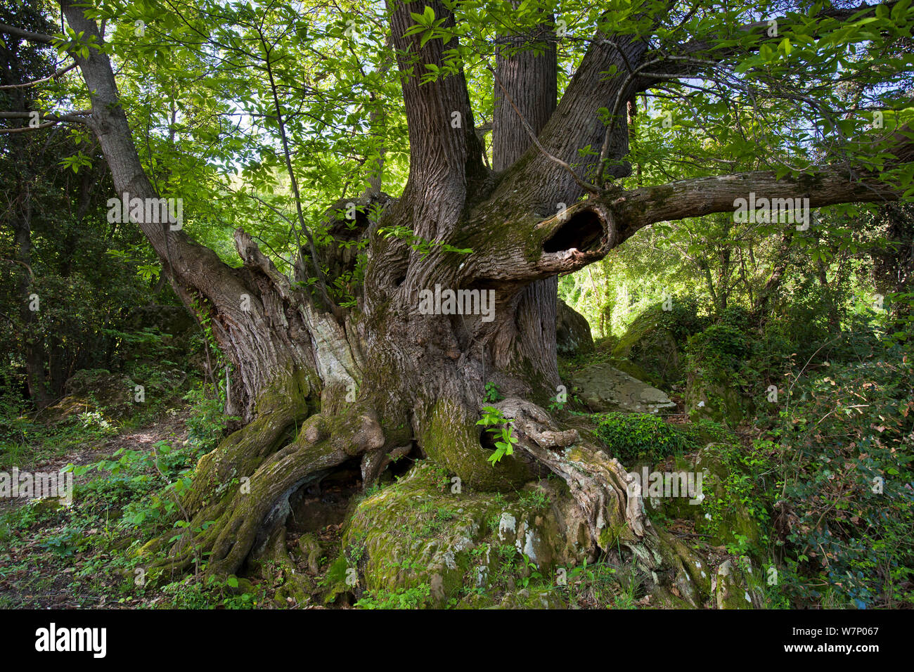 Sweet antique châtaignier (Castanea sativa) Province de Gérone, de Rocacorba, Espagne, Mai Banque D'Images