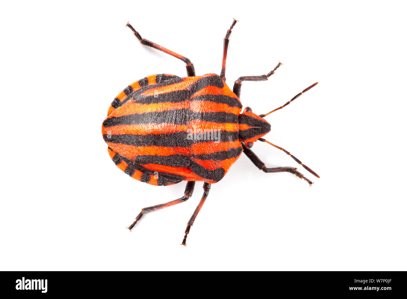 Striped-Bug Shieldbug / Italien / Graphosoma lineatum Minstrel (Bug) montrant bold noir et couleurs (orange d'aposématisme) qui avertissent de son goût fétide. Photographié sur un fond blanc. Vallée d'Aoste, massif du Monte Rosa, Alpes Pennines, Italie. Juillet. Banque D'Images