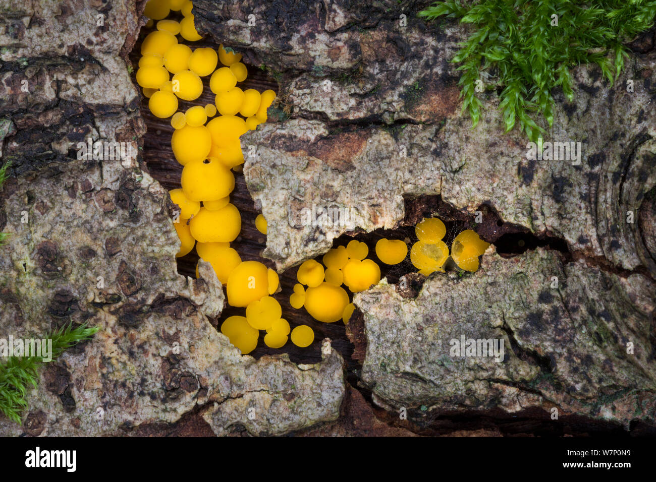 Discothèque / jaune citron tasses fée champignon (Bisporella citrina) sur la décomposition du bois de feuillus, parc national de Peak District, Derbyshire, Royaume-Uni. Octobre. Banque D'Images