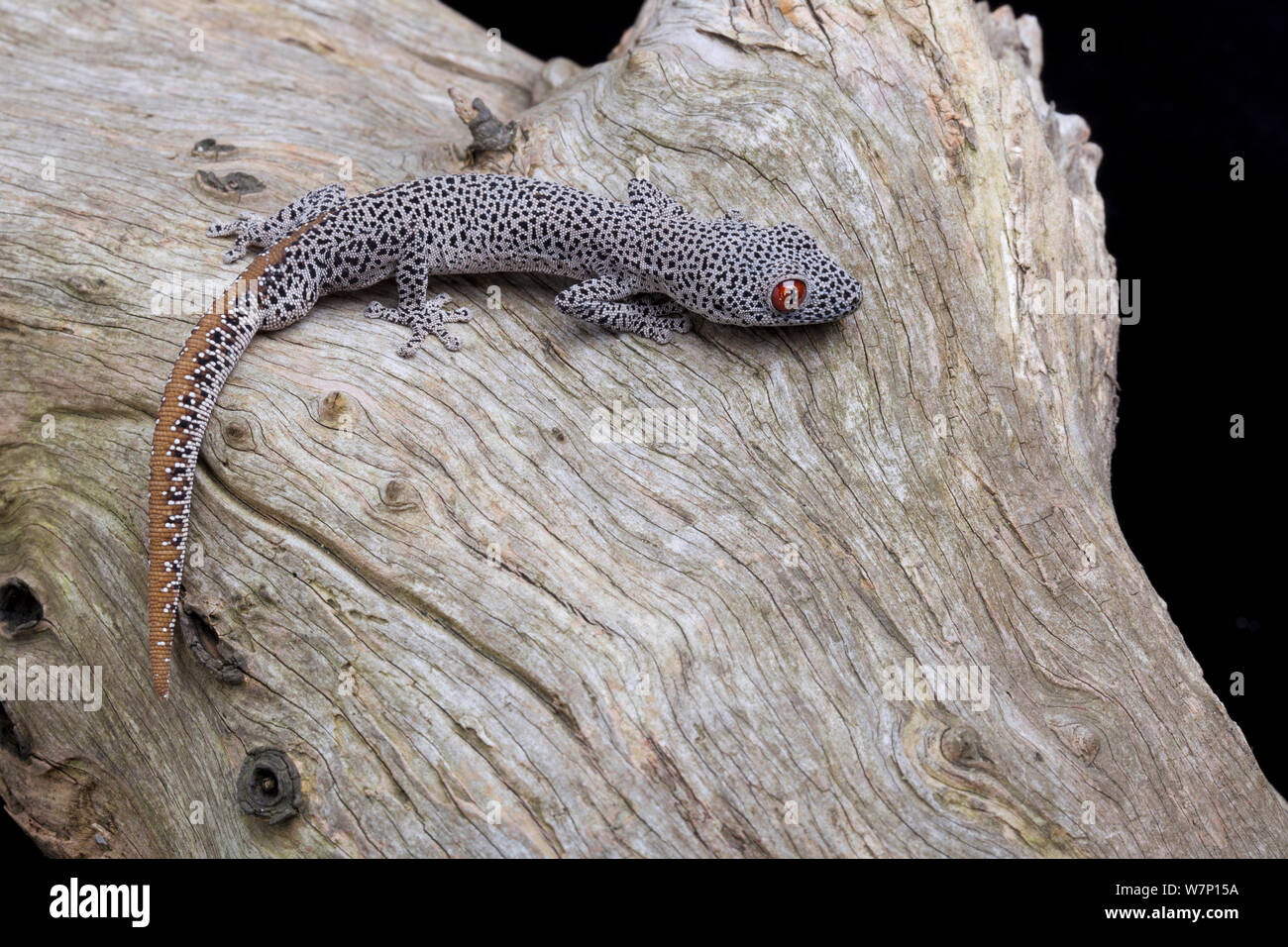 Gecko à queue d'or (Strophurus taenicauda). En captivité. L'ouest de l'Australie. Banque D'Images