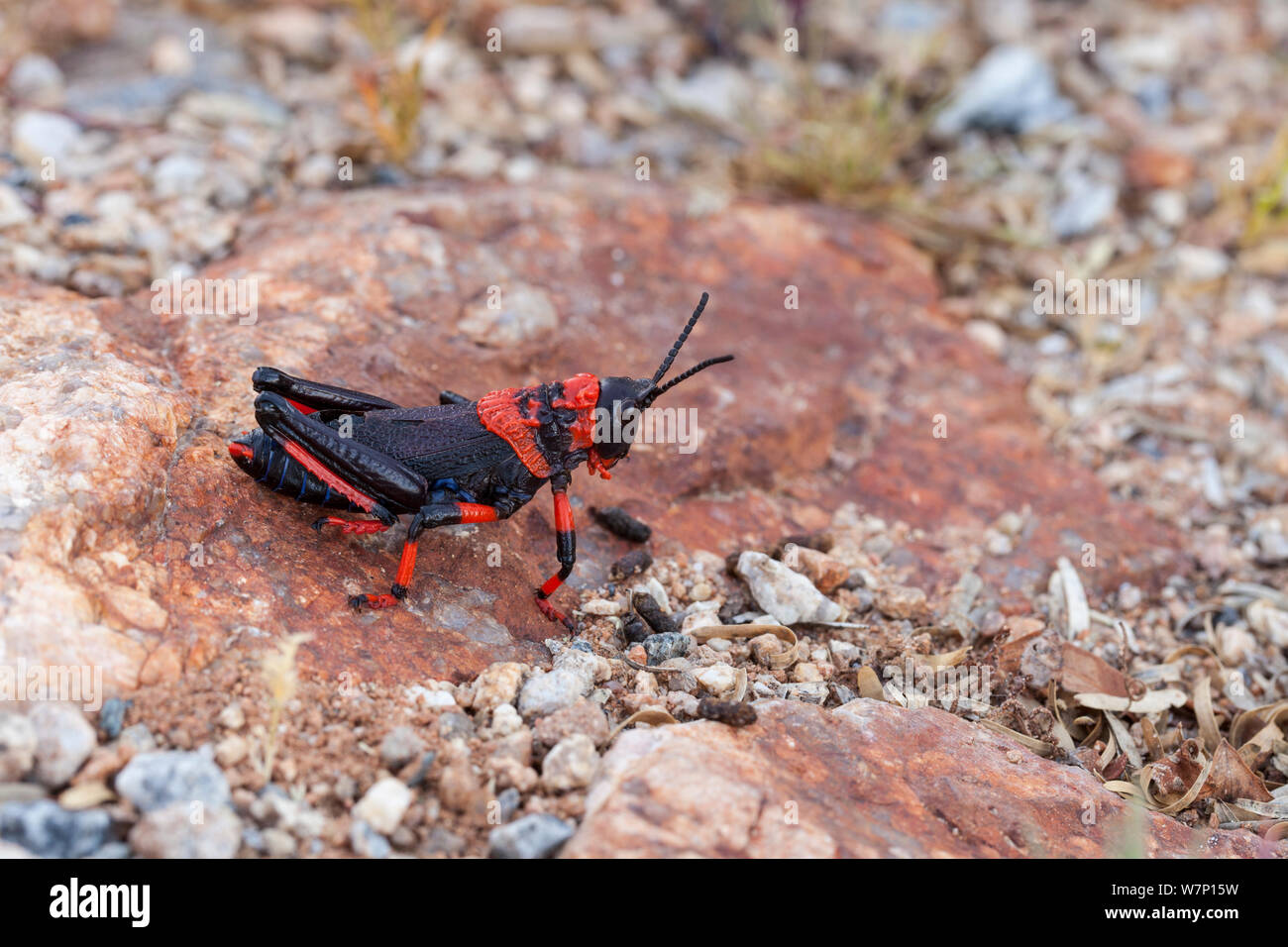 Sauterelle Asclépiade (Phymateus morbillosus) nymphe. Vanrhynsdorp, Afrique du Sud, Octgober. Banque D'Images