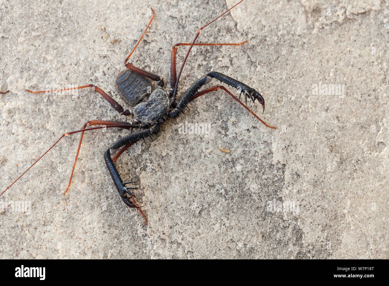 Whip Scorpion sans queue (Damon variegatus). Springbok, Afrique du Sud, octobre. Banque D'Images