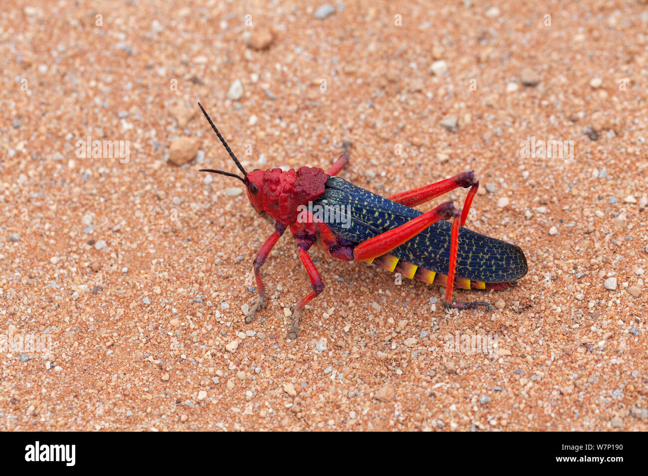 L'asclépiade / Mousse sauterelle (Phymateus morbillosus). Vanrhynsdorp, Western Cape, Afrique du Sud, octobre. Banque D'Images