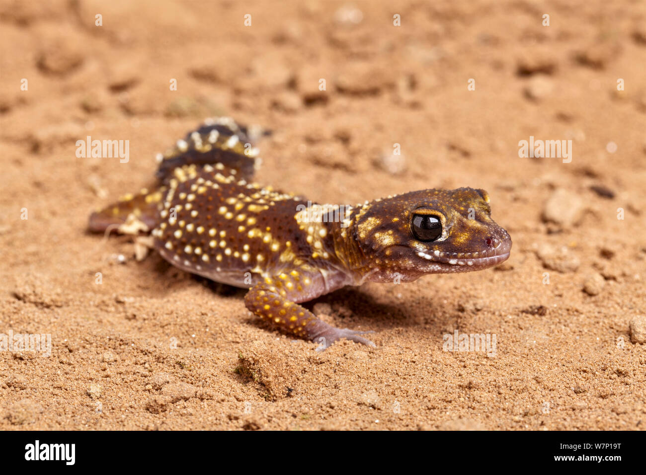 Gecko à queue épaisse australienne (Underwoodisaurus milii / Nephurus) en captivité. Endémique à l'Australie. Banque D'Images