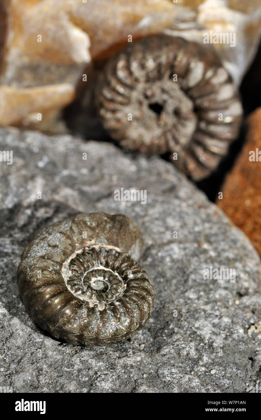 Promicroceras planicosta (fossiles d'ammonites) sur plage de galets près de Lyme Regis le long de la Côte Jurassique, Dorset, dans le sud de l'Angleterre, Royaume-Uni Novembre 2012 Banque D'Images
