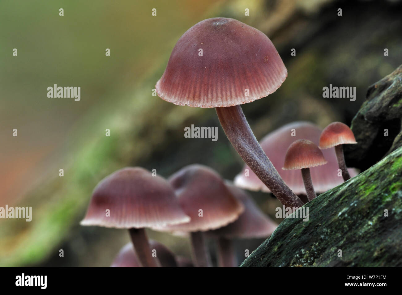 Mycena Purge purge / casque / Burgundydrop fée bonnet (Mycena haematopus) sur le tronc de l'arbre dans la forêt d'automne, Belgique, octobre Banque D'Images