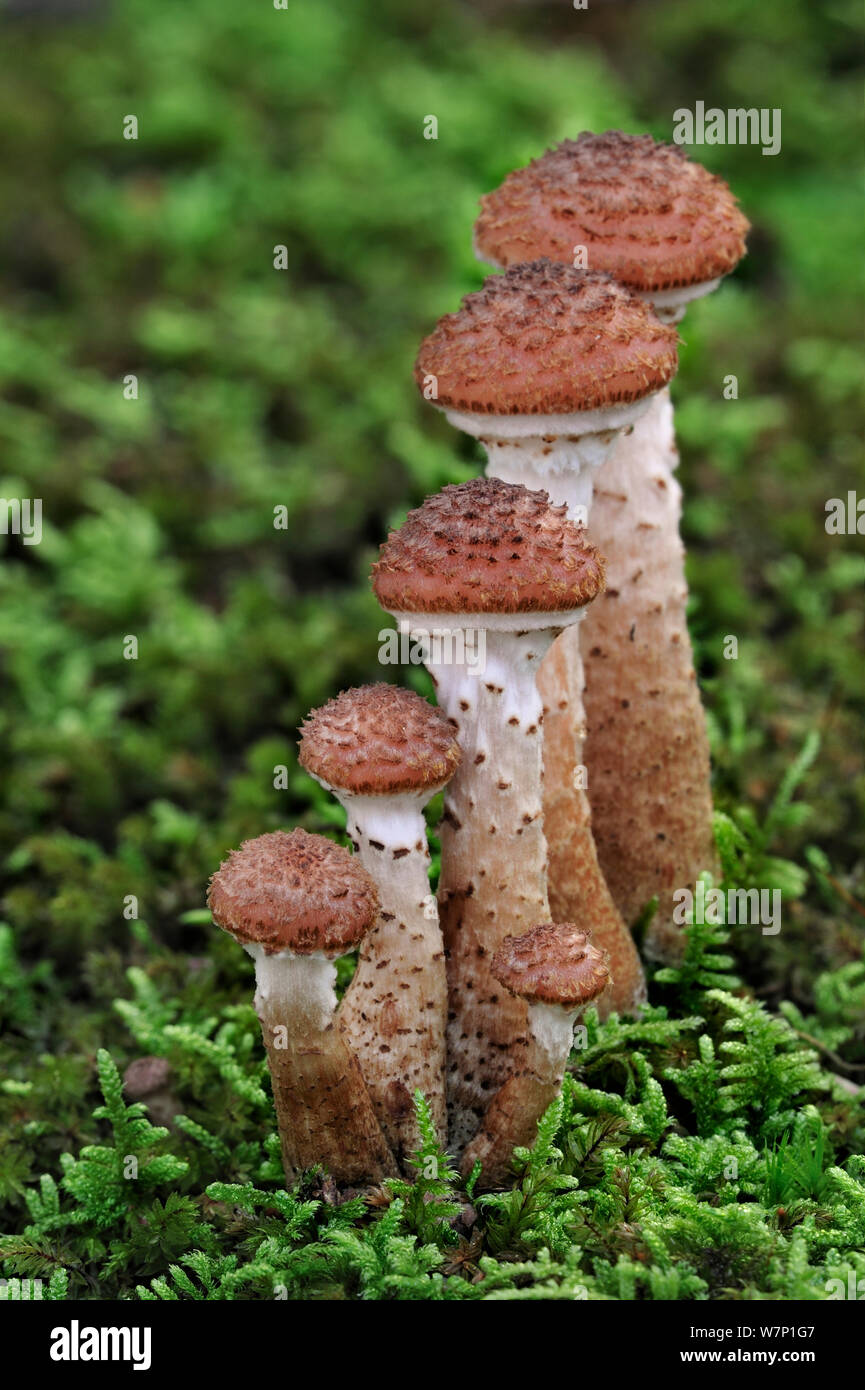 Miel foncé (champignon Armillaria ostoyae / solidipes) de plus en plus parmi la mousse sur sol de la forêt en automne, octobre Belgique Banque D'Images