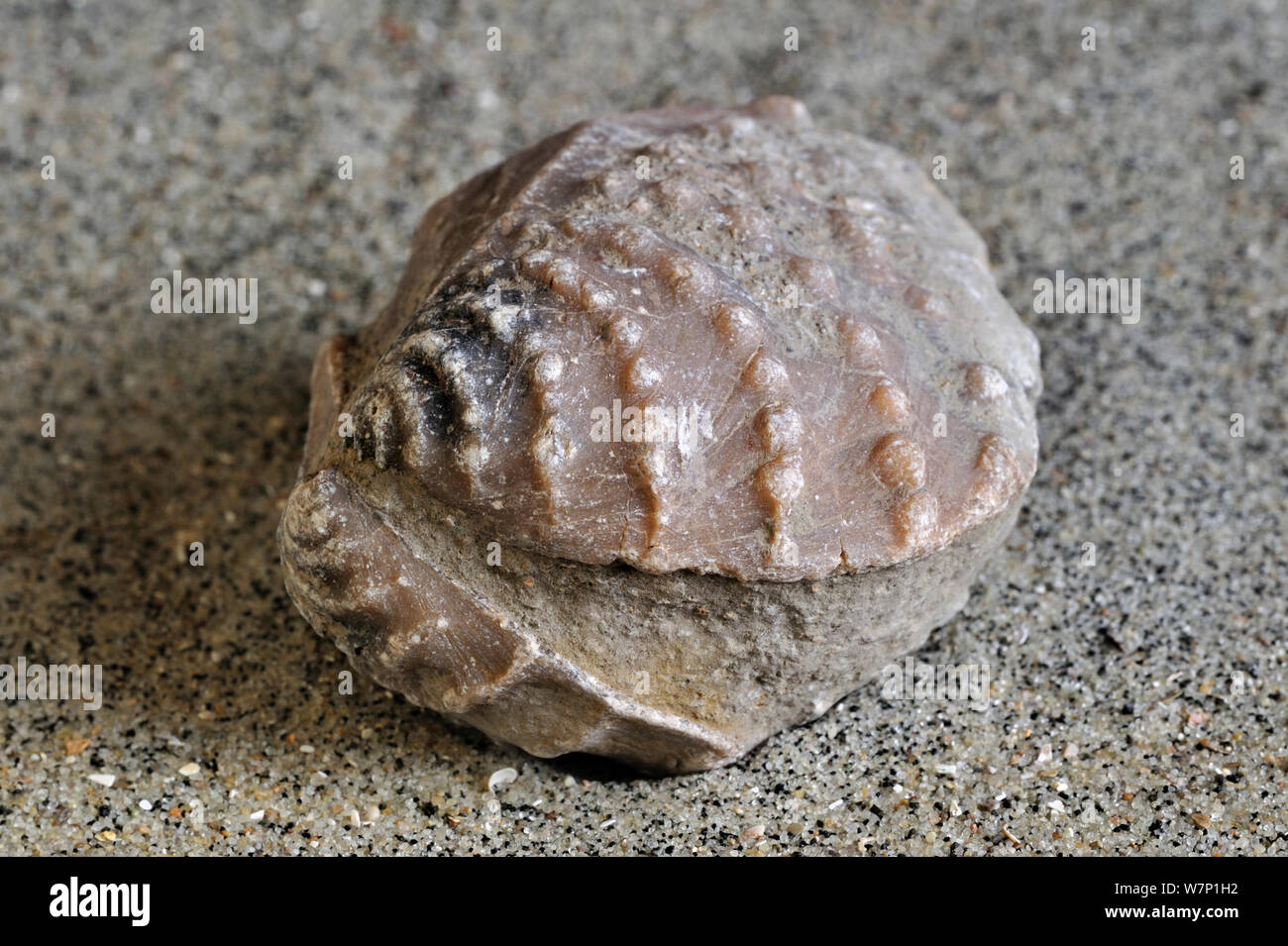 Combustibles (Myophorella clavellata eau salée), de palourdes, de mollusques bivalves marins trouvés à Vaches Noires en Normandie, France Banque D'Images