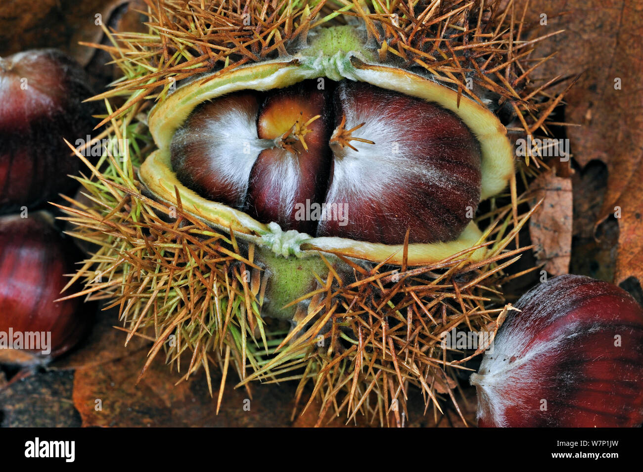 L'enveloppe ouverte et fractionnement de la châtaignes montrant sweet  chestnut tree / marron (Castanea sativa) sur le sol de la forêt, Belgique,  octobre Photo Stock - Alamy