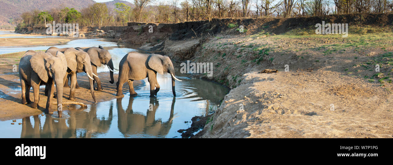 Baccalauréat en troupeau d'éléphants d'Afrique (Loxononta bull africana) traverser la Rivière Luangwa. South Luangwa National Park, Zambie. Composite numérique. Banque D'Images Baccalauréat en troupeau d'éléphants d'Afrique (Loxononta bull africana) traverser la Rivière Luangwa. South Luangwa National Park, Zambie. Composite numérique. Banque D'Images