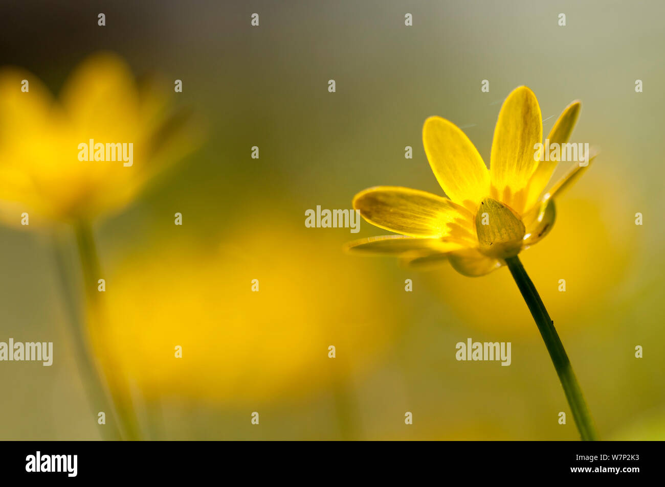 Lesser celandine (Ranunculus ficaria) en fleur, Cornwall, Angleterre, Royaume-Uni, mars. Banque D'Images