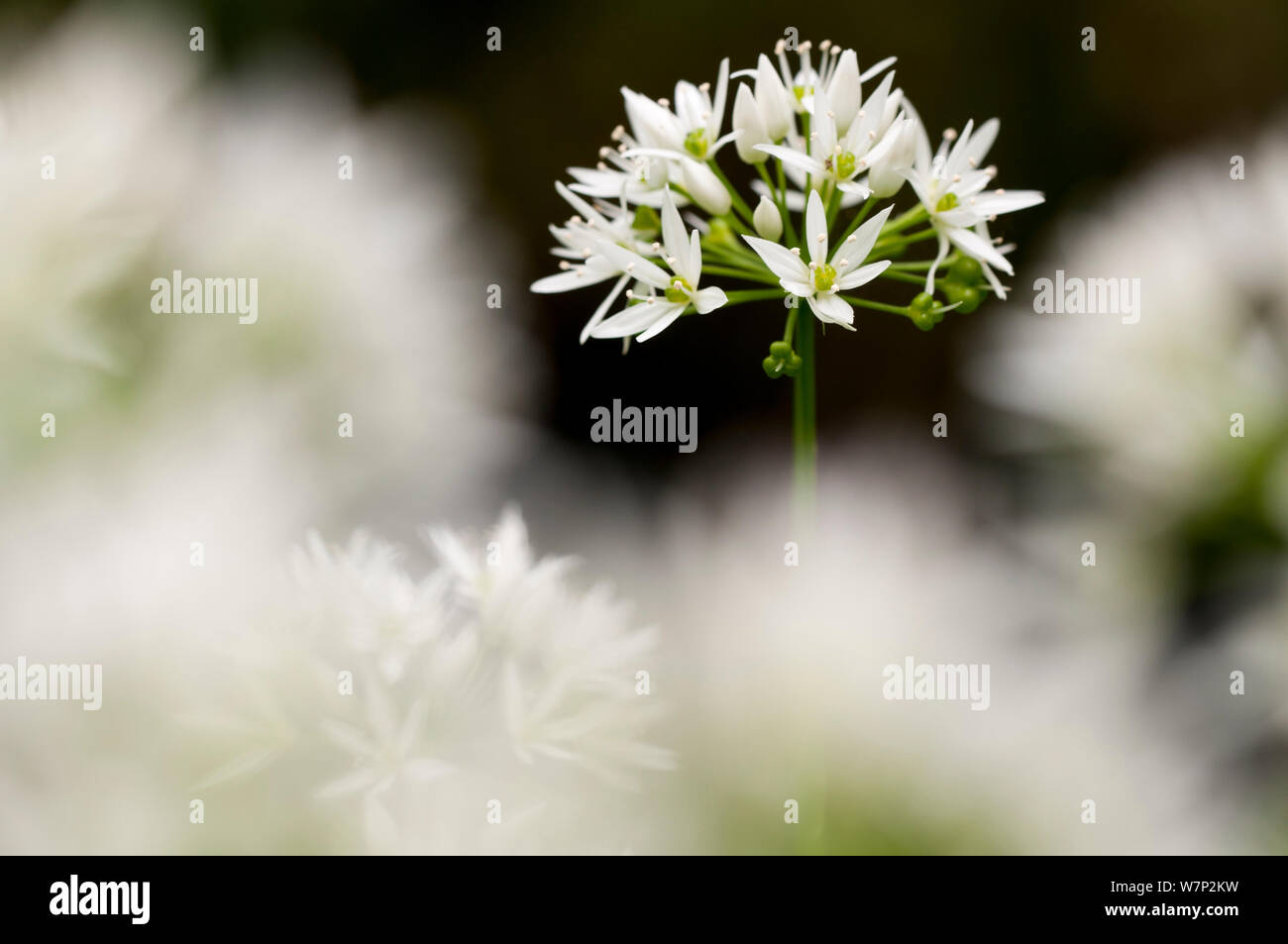 Ramsons / ail sauvage (Allium ursinum) floraison de Woodland, Cornwall, England, UK, mai. Banque D'Images