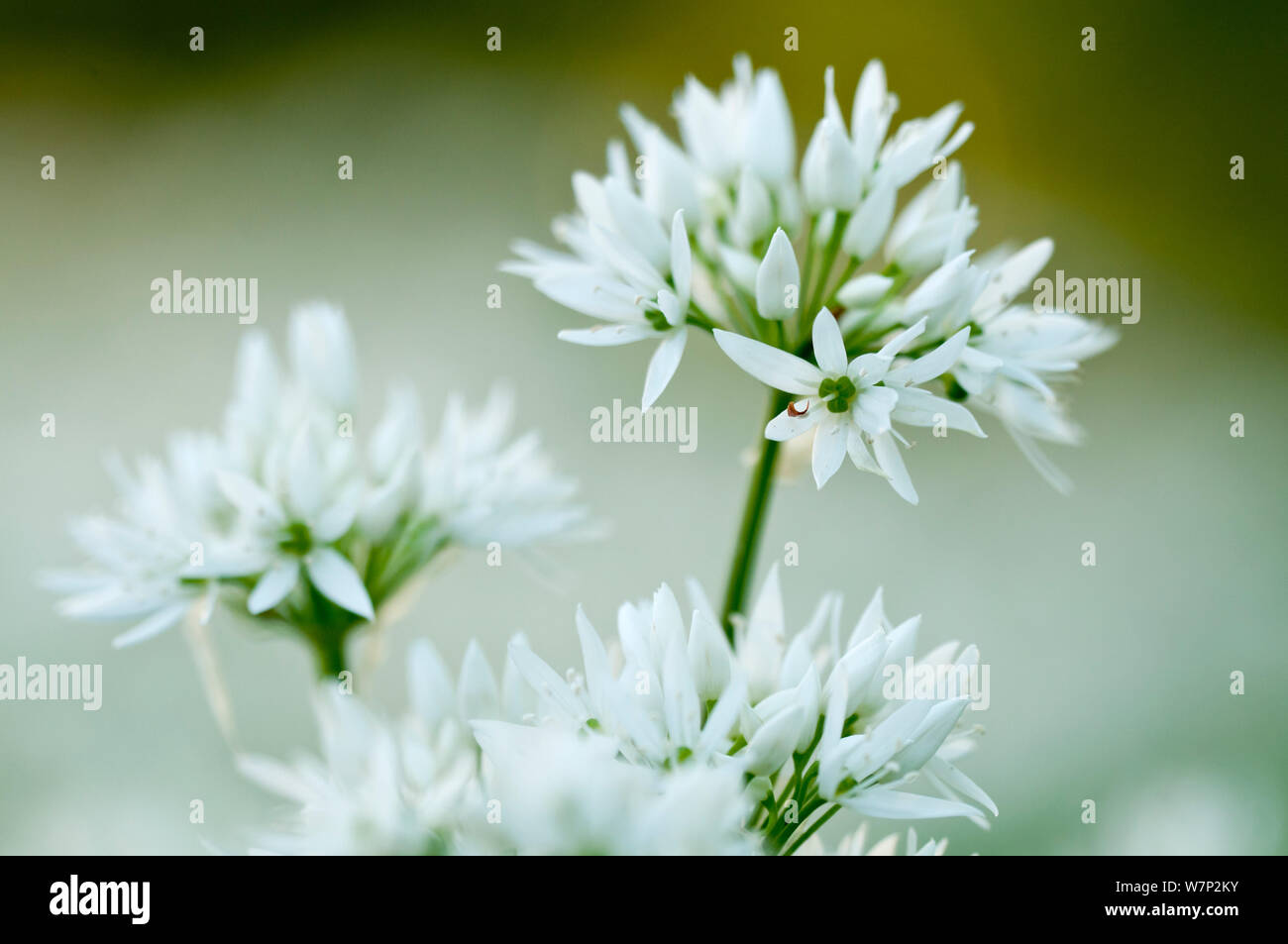 Ramsons / ail sauvage (Allium ursinum) floraison de Woodland, Cornwall, England, UK, mai. Banque D'Images