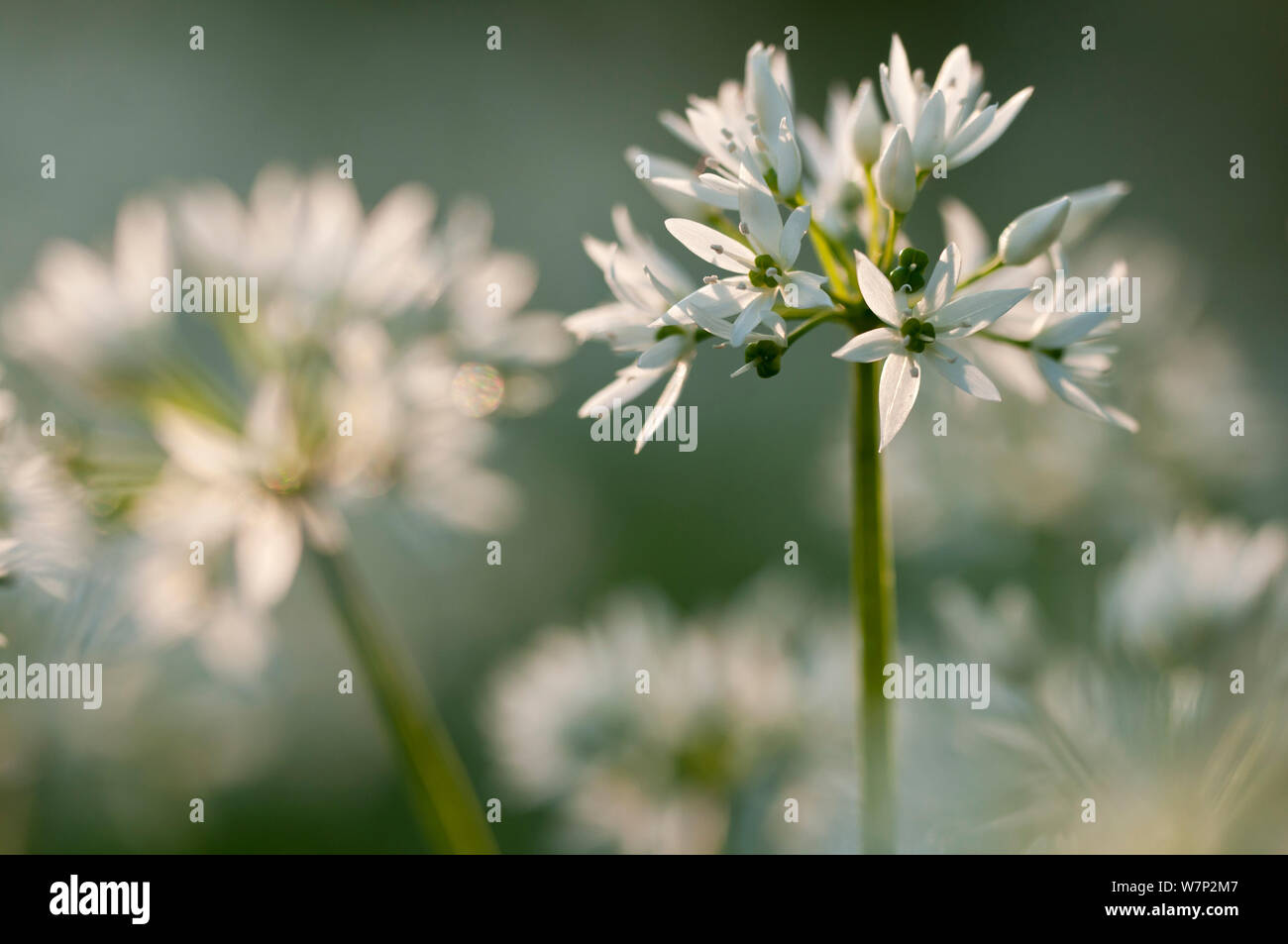 Ramsons / ail sauvage (Allium ursinum) floraison de Woodland, Cornwall, England, UK, mai. Banque D'Images