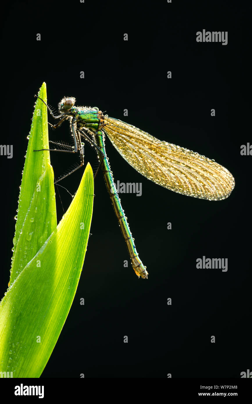 Bannded demoiselle (Calopteryx splendens) couvert de rosée, reposant sur reed, Tamar inférieure Lacs, Cornwall/Devon frontière, Royaume-Uni. Peut Banque D'Images