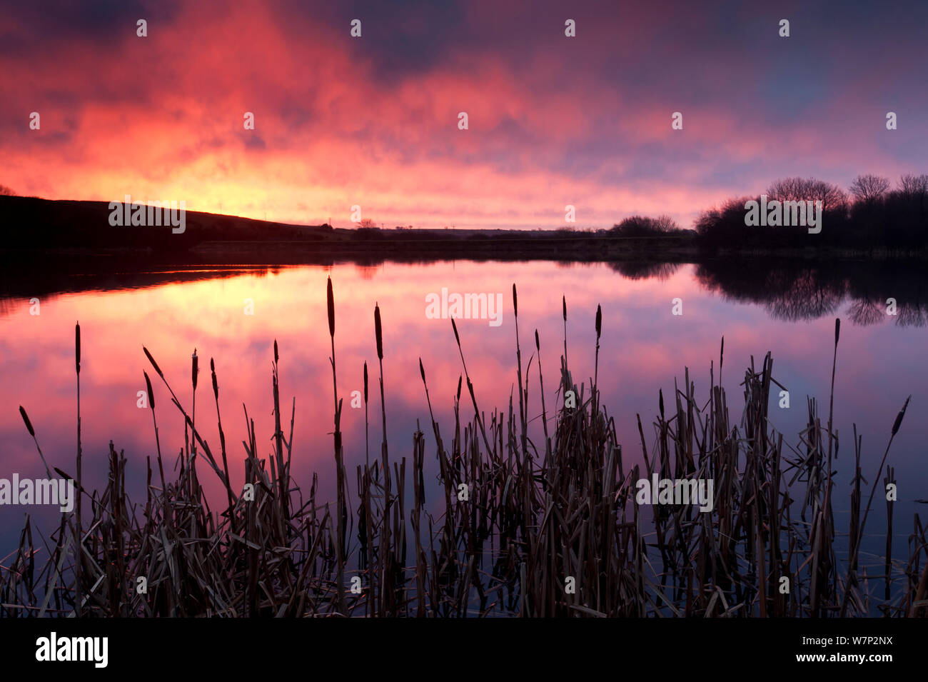 Tamar inférieur, le lac au lever du soleil, les reflets et les roseaux, North Cornwall/Devon frontière, UK. Janvier Banque D'Images