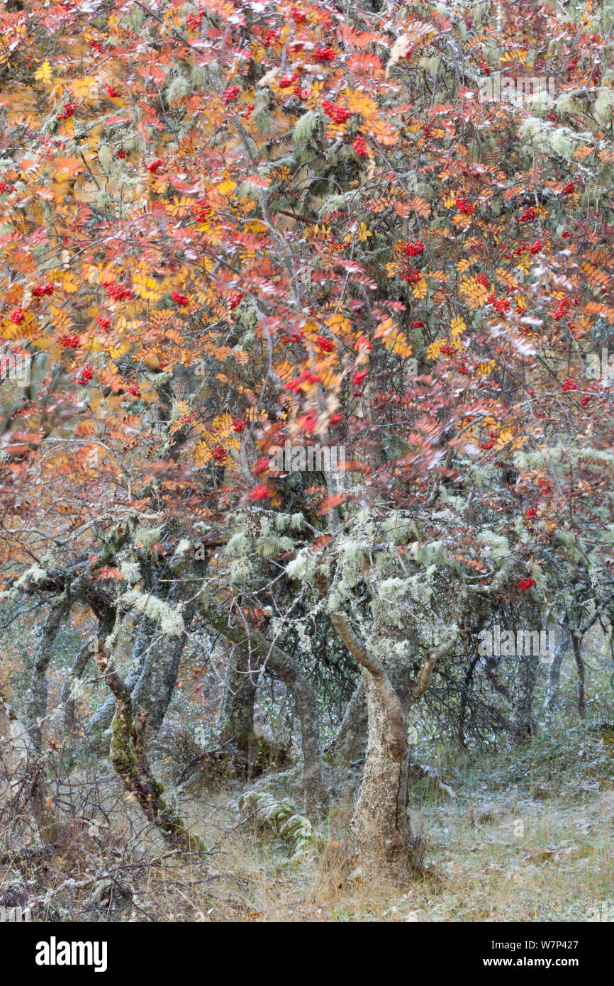 Indigène mixte composé de bouleau verruqueux (Betula pendula), l'aulne (Alnus hirsuta) et Rowan (Sorbus aucuparia), arbres en automne, le Parc National de Cairngorms, en Écosse, au Royaume-Uni, en octobre. Banque D'Images