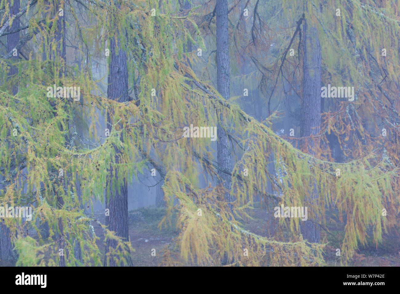 Larix decidua (mélèze d'Europe) des arbres dans la brume, Écosse, Royaume-Uni, octobre. Banque D'Images