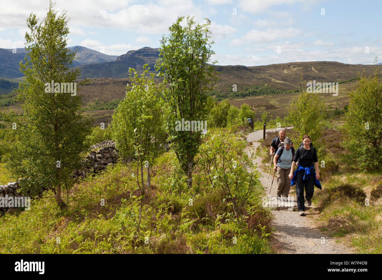 Les promeneurs sur sentier à travers la régénération de bouleau verruqueux (Betula pendula) Creag Meagaidh woodland, réserve naturelle nationale, Badenoch, Écosse, Royaume-Uni, juin 2012. Banque D'Images