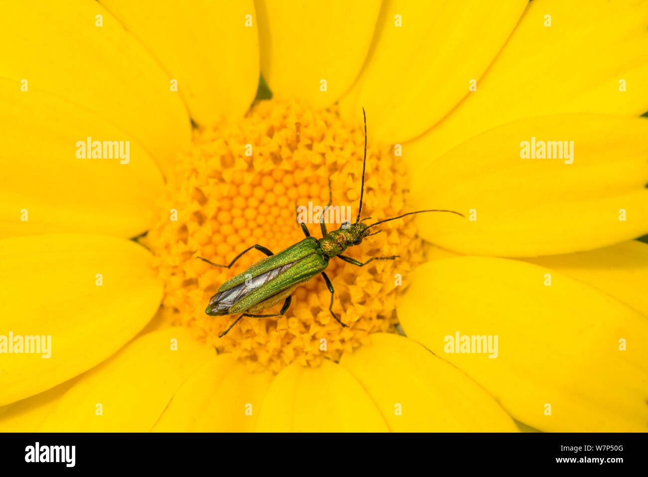 Flower beetle (Oedemera nobilis) se nourrissant sur le maïs Marigold (Chrysanthemum segetum), Crantock, près de Newquay, Cornwall, UK. Juin Banque D'Images