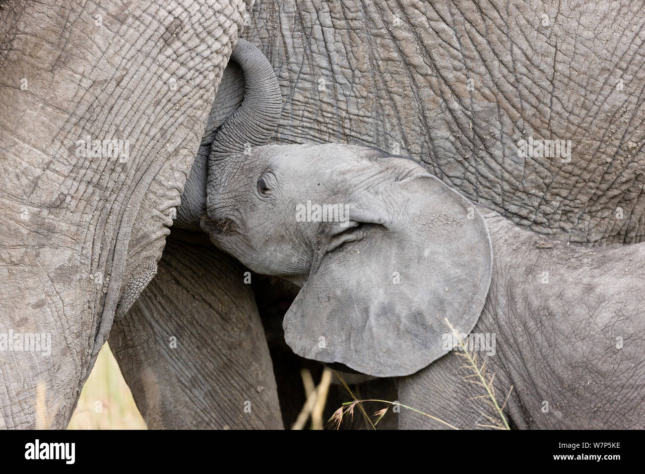 L'éléphant africain (Loxodonta africana) de lait de bébé sa mère. Masai-Mara Game Reserve, Kenya. Banque D'Images