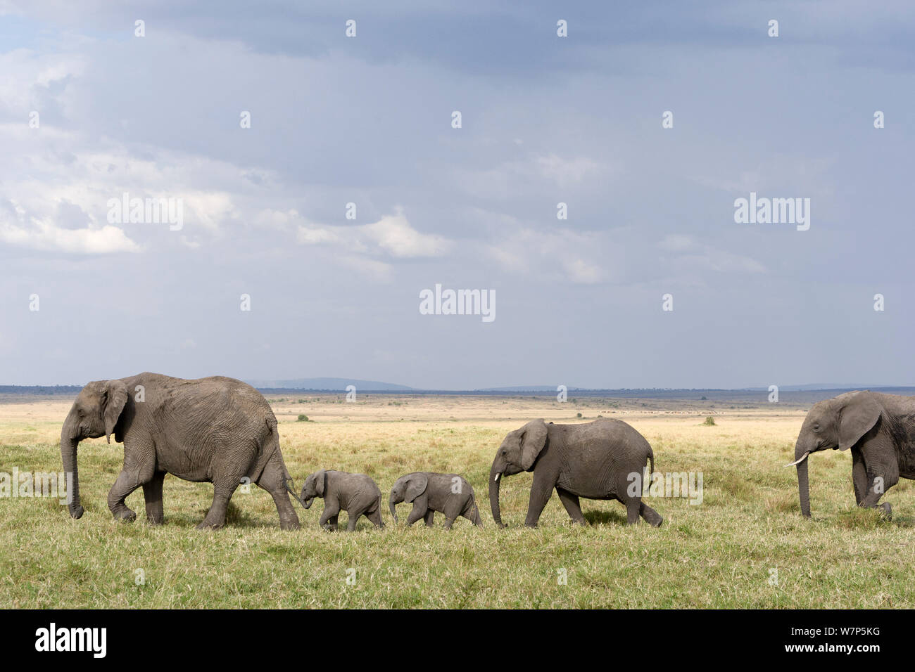 L'éléphant africain (Loxodonta africana) troupeau en déplacement. Masai-Mara Game Reserve, Kenya. Banque D'Images