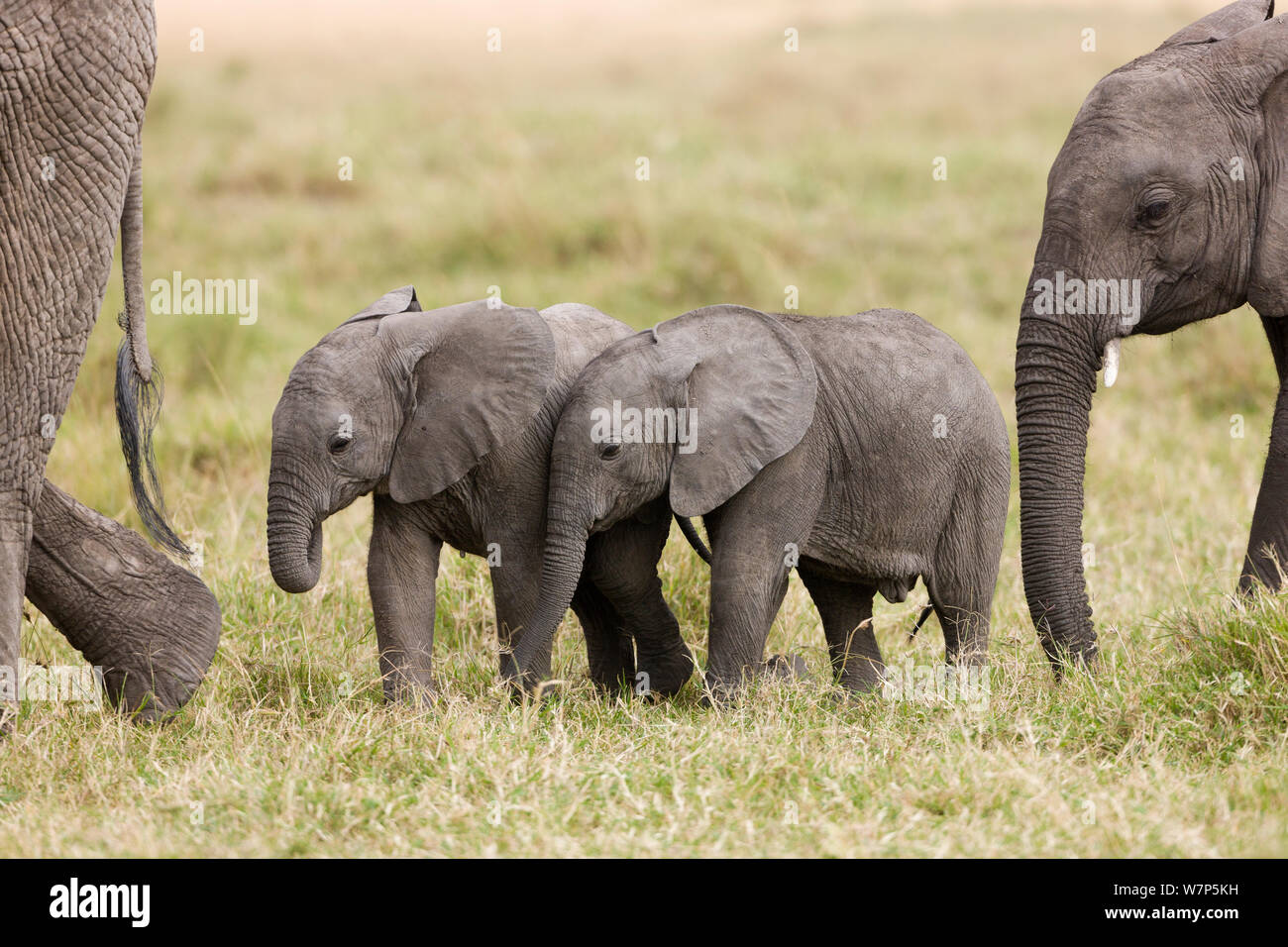 L'éléphant africain (Loxodonta africana) nés dans le troupeau. Masai-Mara Game Reserve, Kenya. Banque D'Images