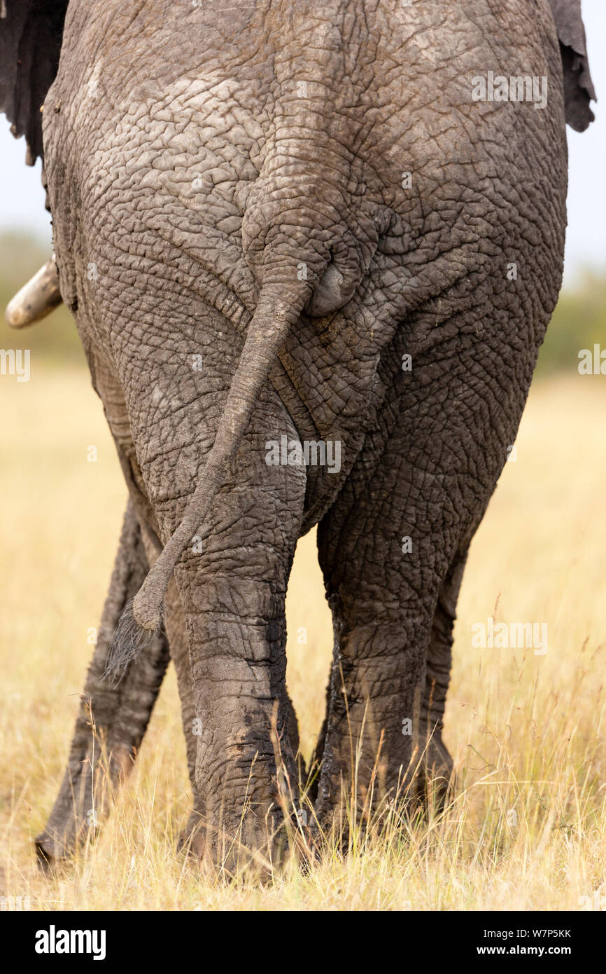 L'éléphant africain (Loxodonta africana) de sexe masculin et de la queue. flancs Masai-Mara Game Reserve, Kenya. Banque D'Images
