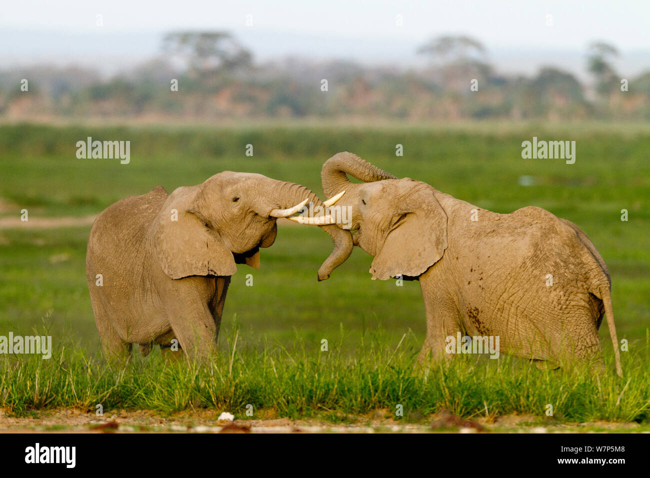 L'éléphant africain (Loxodonta africana) lutte contre les hommes. Le Parc national Amboseli, au Kenya. Banque D'Images