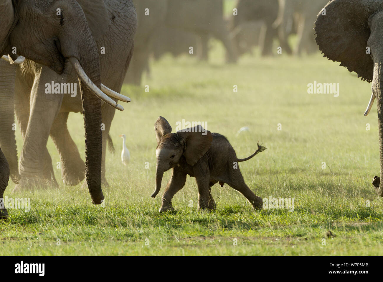L'éléphant africain (Loxodonta africana) bébé parmi le troupeau. Le Parc national Amboseli, au Kenya. Banque D'Images