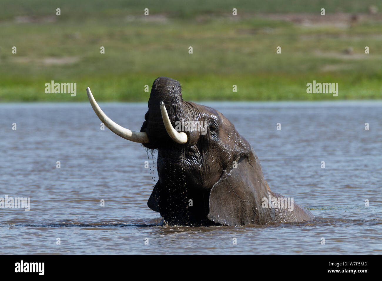 L'éléphant africain (Loxodonta africana) hommes jouant dans l'eau. Le Parc national Amboseli, au Kenya. Banque D'Images