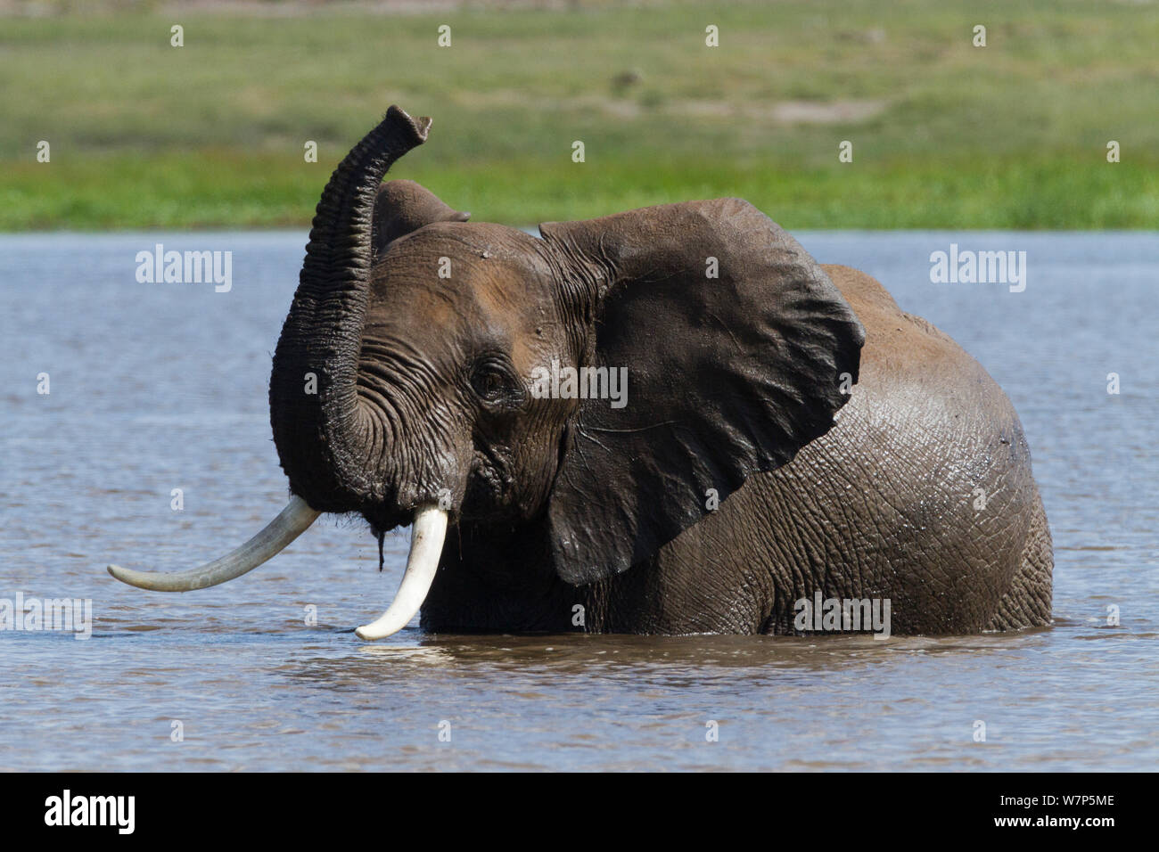 L'éléphant africain (Loxodonta africana) hommes jouant dans l'eau. Le Parc national Amboseli, au Kenya. Banque D'Images
