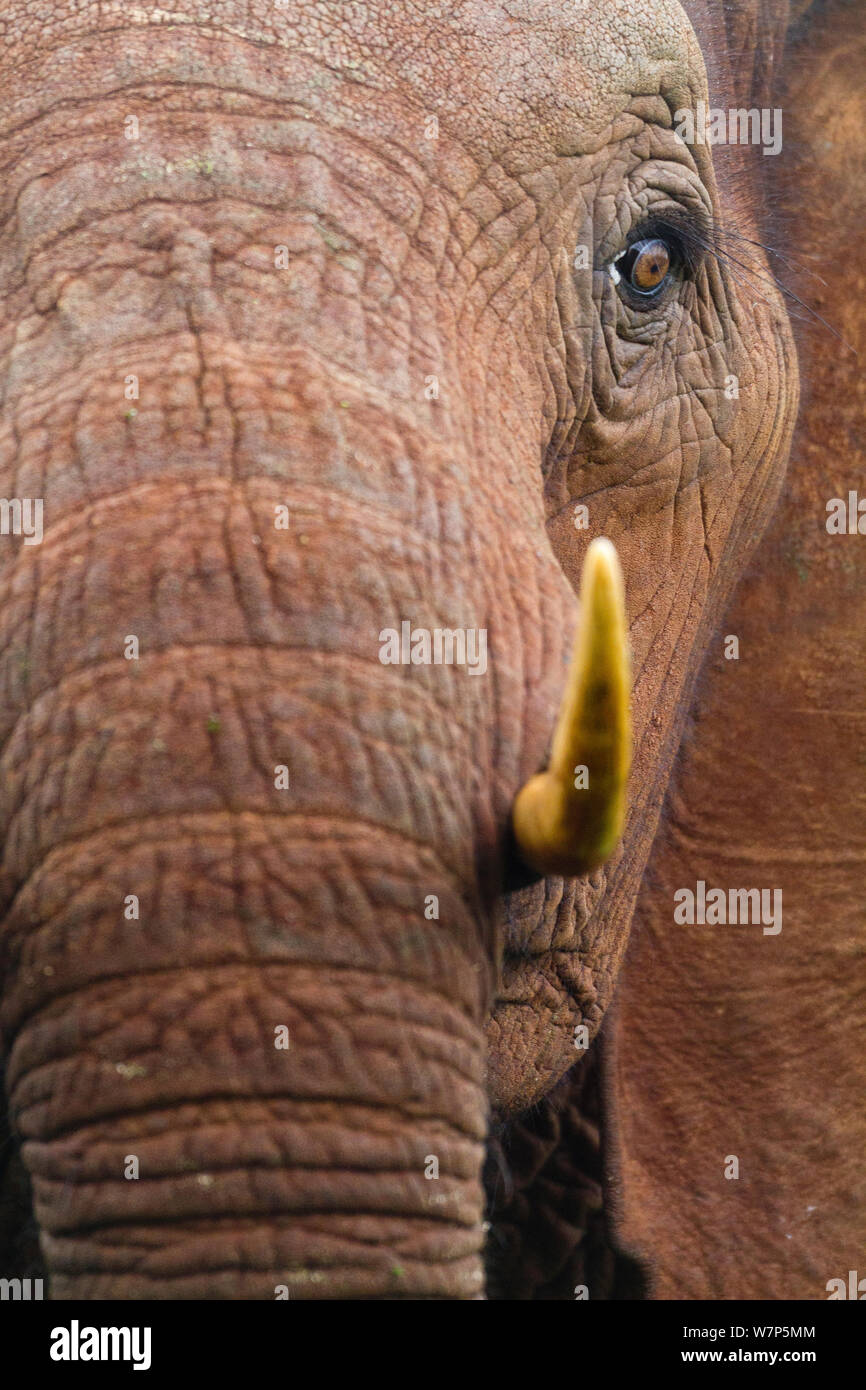 L'éléphant africain (Loxodonta africana) portrait avec eye et le brosme. Aberdares National Park, Kenya. Banque D'Images