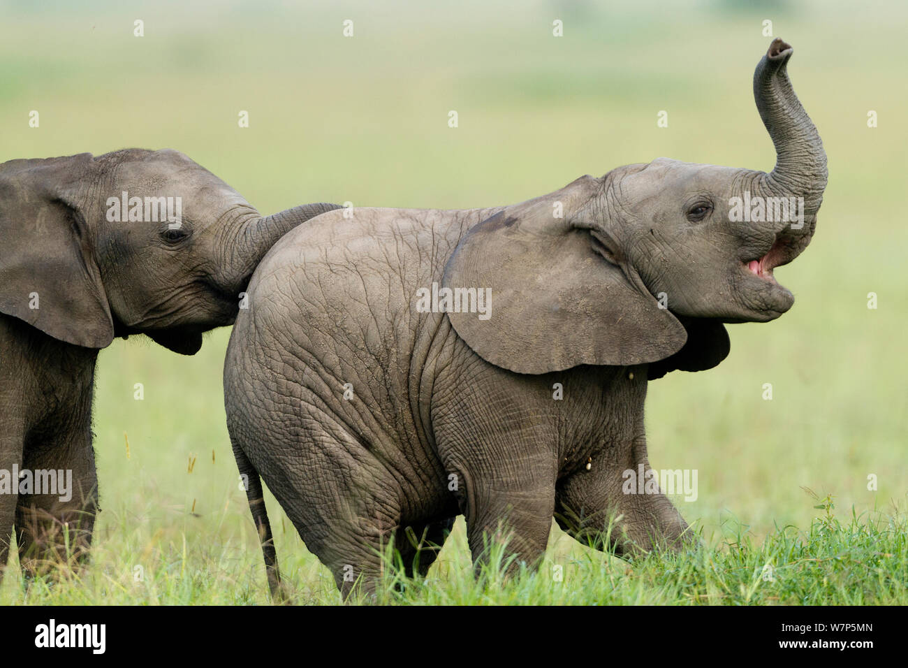 L'éléphant africain (Loxodonta africana) veaux de jouer. Masai-Mara Game Reserve, Kenya. Banque D'Images