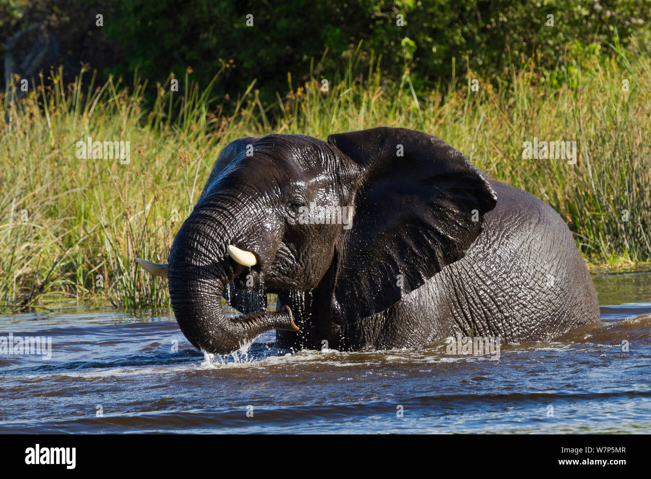 L'éléphant africain (Loxodonta africana) mâle echelle. Moremi, Khwai River, au Botswana. Banque D'Images