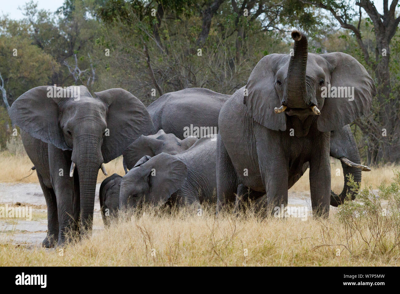 L'éléphant africain (Loxodonta africana) montrant des troupeaux et d'alerte défensive. Moremi, Khwai River, au Botswana. Banque D'Images