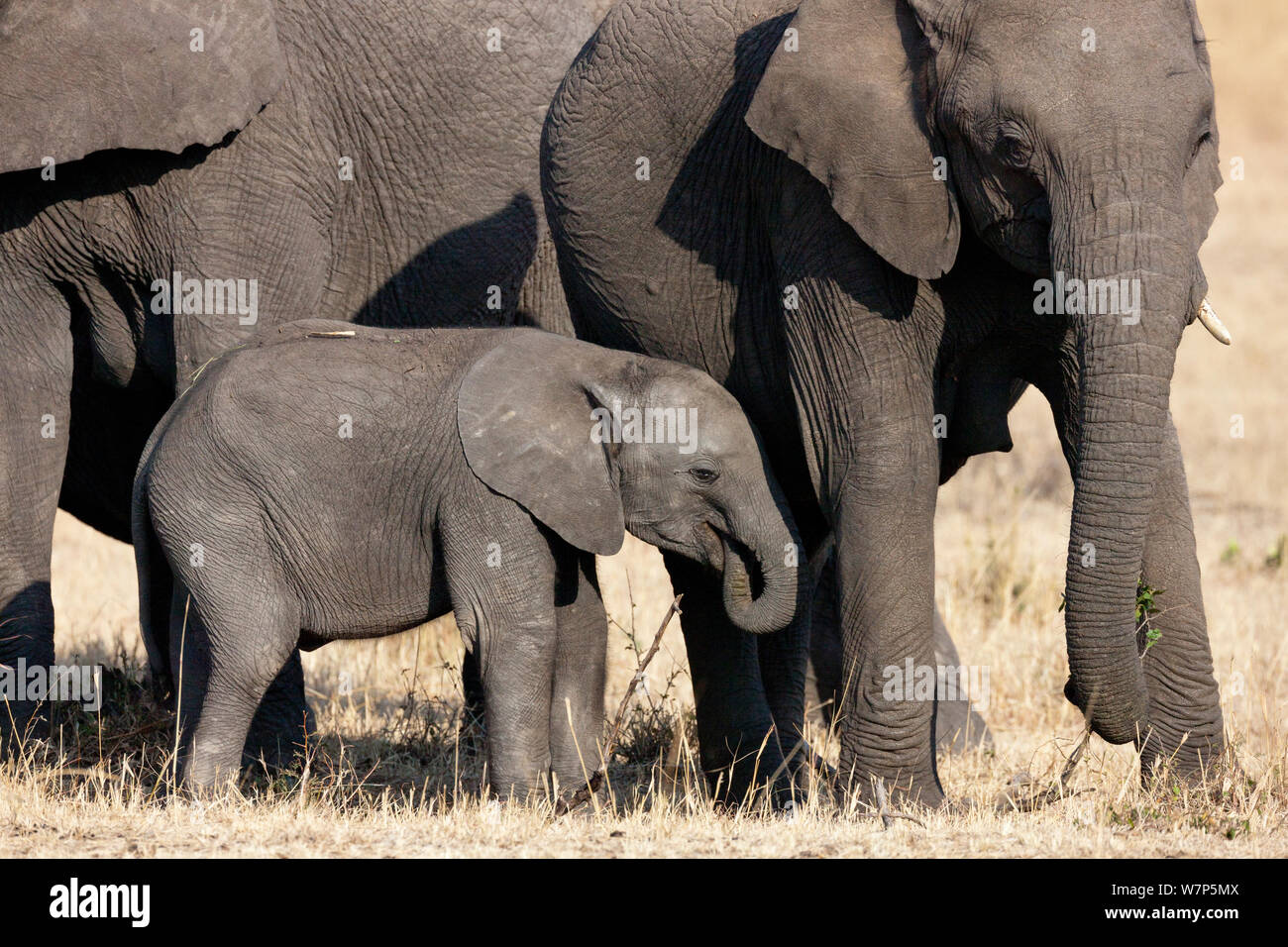 L'éléphant africain (Loxodonta africana) la mère et l'enfant l'alimentation. Masai-Mara Game Reserve, Kenya. Banque D'Images