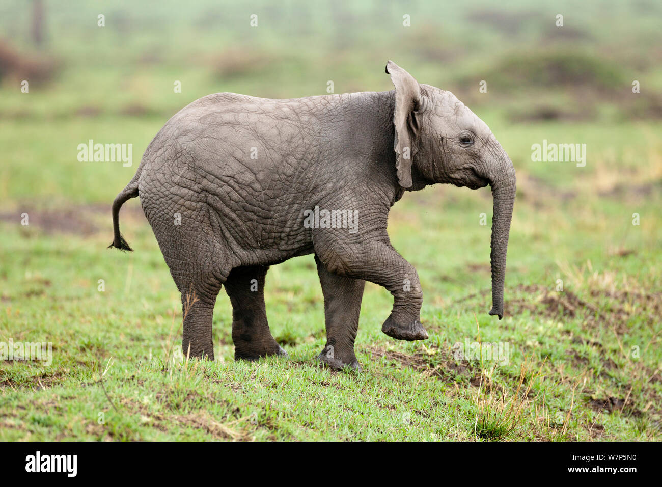 L'éléphant africain (Loxodonta africana) bébé à jouer. Masai-Mara Game Reserve, Kenya. Banque D'Images