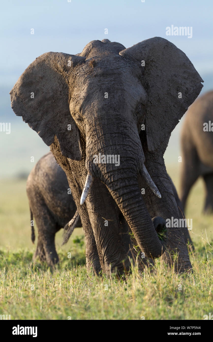 L'éléphant africain (Loxodonta africana) se nourrissent d'herbe. Masai-Mara Game Reserve, Kenya. Banque D'Images