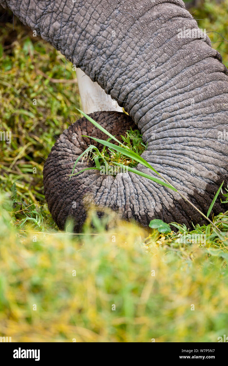 L'éléphant africain (Loxodonta africana) trunk en relevant l'herbe pour se nourrir. Le Parc national Amboseli, au Kenya. Banque D'Images