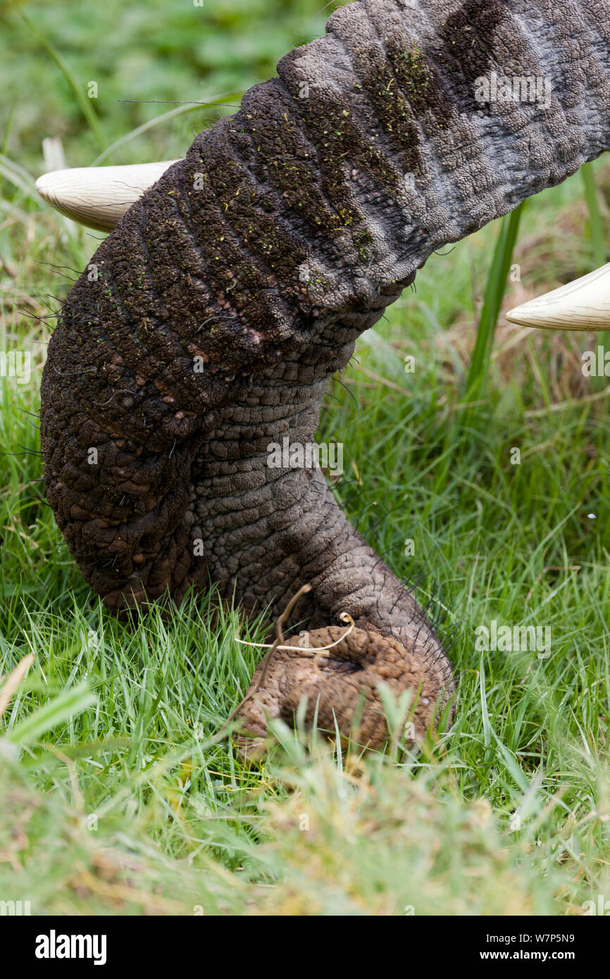 L'éléphant africain (Loxodonta africana) trunk en relevant l'herbe pour se nourrir. Le Parc national Amboseli, au Kenya. Banque D'Images